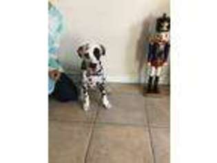 Dalmatian Puppy for sale in Corpus Christi, TX, USA