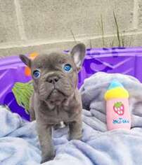 French Bulldog Puppy for sale in Hadley, KY, USA