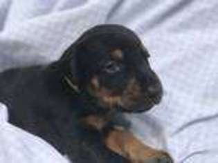 Doberman Pinscher Puppy for sale in Akron, OH, USA