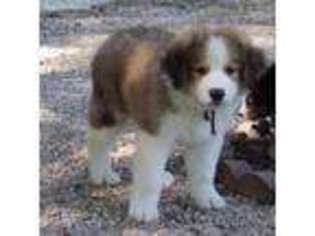 Great Pyrenees Puppy for sale in Thayer, MO, USA