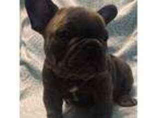 French Bulldog Puppy for sale in Hixson, TN, USA