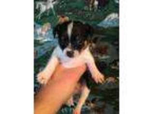 Chihuahua Puppy for sale in Suffolk, VA, USA