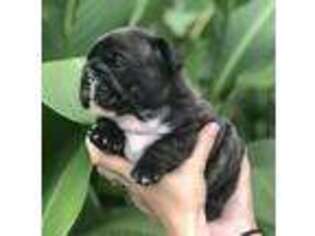 French Bulldog Puppy for sale in Elkton, MD, USA