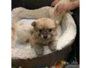 Pomeranian Puppy for sale in Cave Creek, AZ, USA