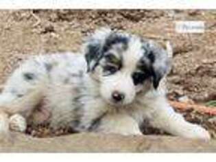 Miniature Australian Shepherd Puppy for sale in Fort Collins, CO, USA