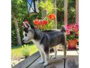 Alaskan Klee Kai Puppy for sale in Middleburg, PA, USA