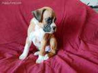 Boxer Puppy for sale in Bartow, FL, USA