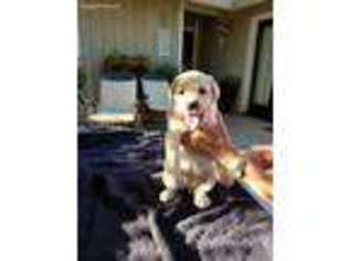 Labrador Retriever Puppy for sale in Auburn, CA, USA