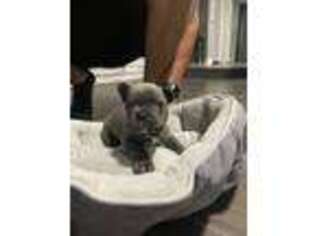 French Bulldog Puppy for sale in Carriere, MS, USA