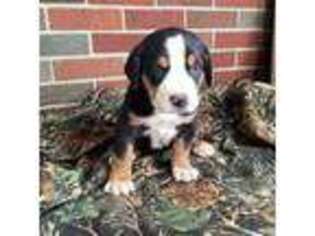 Greater Swiss Mountain Dog Puppy for sale in Goshen, IN, USA