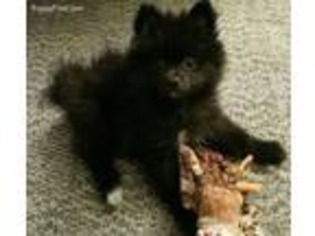 Pomeranian Puppy for sale in Clarkston, MI, USA
