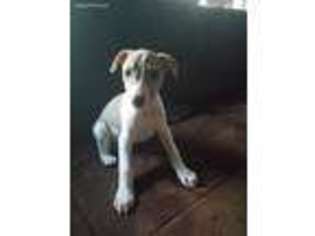 Whippet Puppy for sale in Saint James, MO, USA