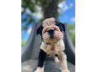 Bulldog Puppy for sale in Austell, GA, USA