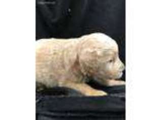 Goldendoodle Puppy for sale in Rising Fawn, GA, USA