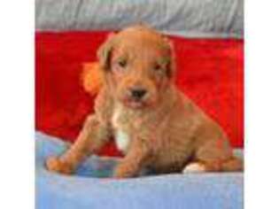 Labradoodle Puppy for sale in Terrell, TX, USA