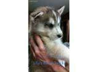 Siberian Husky Puppy for sale in Deer Park, WA, USA
