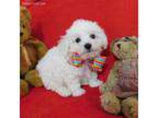 Bichon Frise Puppy for sale in SPRINGFIELD, TN, USA