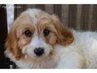 Cavachon Puppy for sale in Youngstown, OH, USA