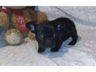 French Bulldog Puppy for sale in Nowata, OK, USA