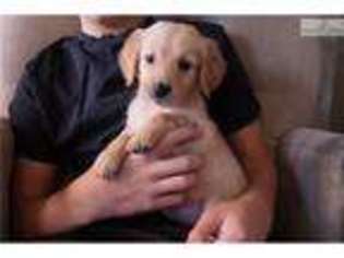 Golden Retriever Puppy for sale in Fort Worth, TX, USA