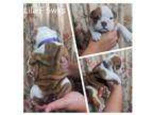 Bulldog Puppy for sale in Storm Lake, IA, USA