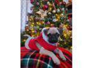 Pug Puppy for sale in Sartell, MN, USA