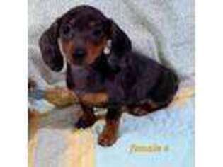 Dachshund Puppy for sale in Sweet Springs, MO, USA
