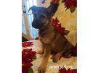 German Shepherd Dog Puppy for sale in Mineral Wells, TX, USA