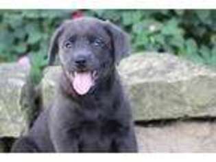 Labrador Retriever Puppy for sale in Bradford, OH, USA