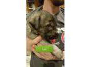 Irish Wolfhound Puppy for sale in Edgewood, IL, USA