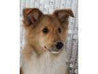 Shetland Sheepdog Puppy for sale in Martelle, IA, USA