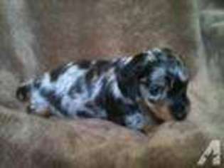 Dachshund Puppy for sale in PILOT MOUNTAIN, NC, USA