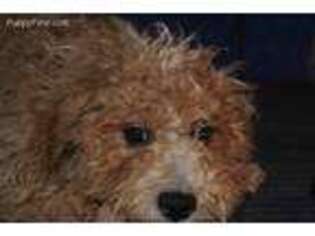 Cavachon Puppy for sale in Diamond, OH, USA