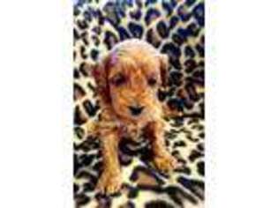 Coton de Tulear Puppy for sale in Rockford, MI, USA