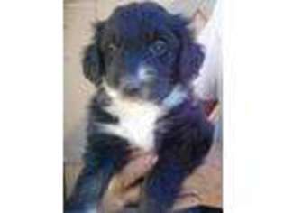 Mutt Puppy for sale in Mancos, CO, USA