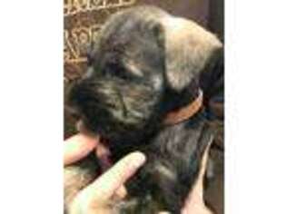 Mutt Puppy for sale in Gold Hill, NC, USA