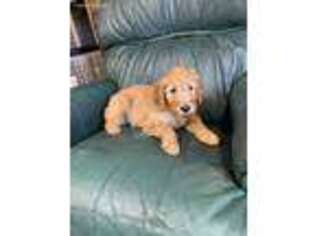 Goldendoodle Puppy for sale in Pittsburg, TX, USA