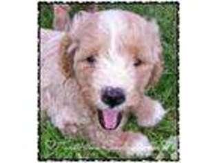 Goldendoodle Puppy for sale in FONTANA, CA, USA