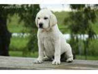Labrador Retriever Puppy for sale in Warrensburg, MO, USA