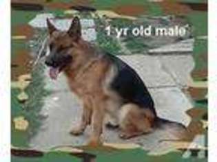 German Shepherd Dog Puppy for sale in MARTINEZ, CA, USA