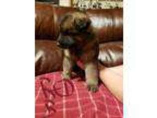 German Shepherd Dog Puppy for sale in Philo, IL, USA