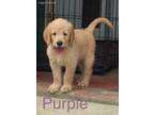 Labradoodle Puppy for sale in Saint Louisville, OH, USA
