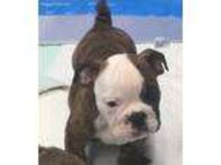 Bulldog Puppy for sale in Harrison, AR, USA