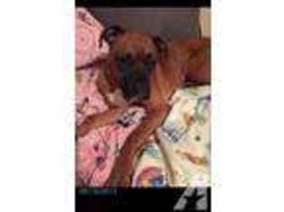 Boxer Puppy for sale in CAMBY, IN, USA