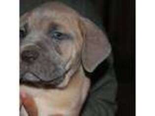Cane Corso Puppy for sale in Clarksville, TN, USA