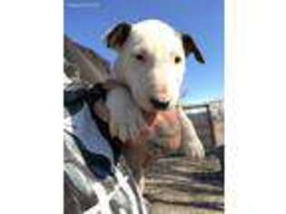 Bull Terrier Puppy for sale in Albuquerque, NM, USA