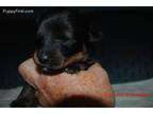 Rottweiler Puppy for sale in Rockwell, NC, USA
