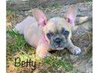 French Bulldog Puppy for sale in Berea, OH, USA