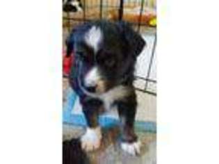 Miniature Australian Shepherd Puppy for sale in Epping, NH, USA