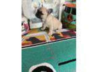 French Bulldog Puppy for sale in Garrettsville, OH, USA